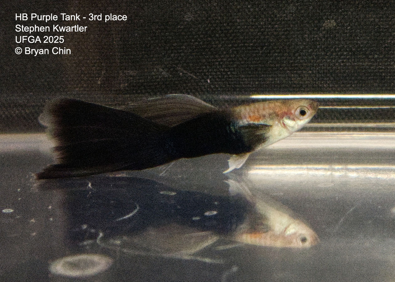 Guppy HB Purple